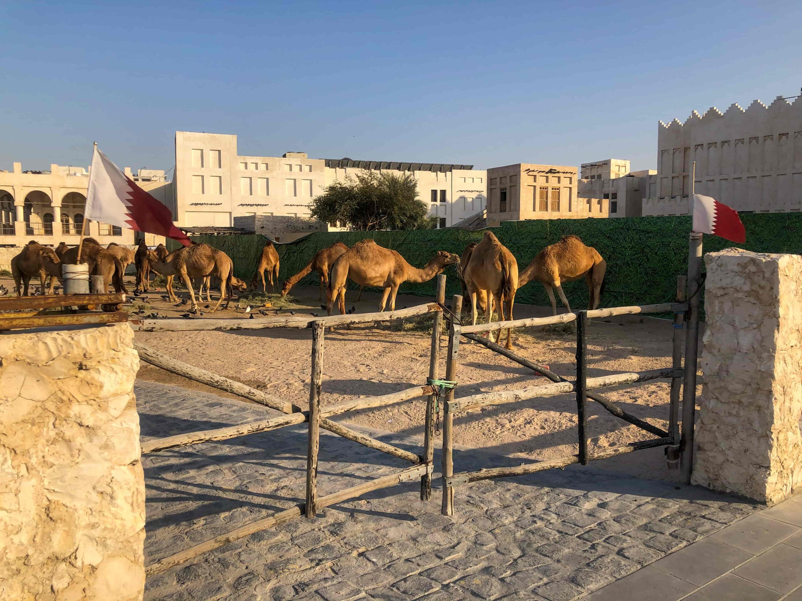 doha travel camels