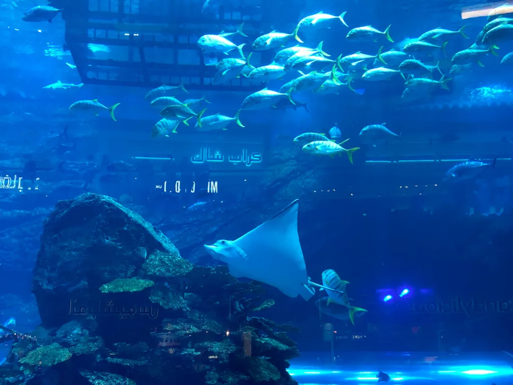 Dubai To-Do List Aquariums