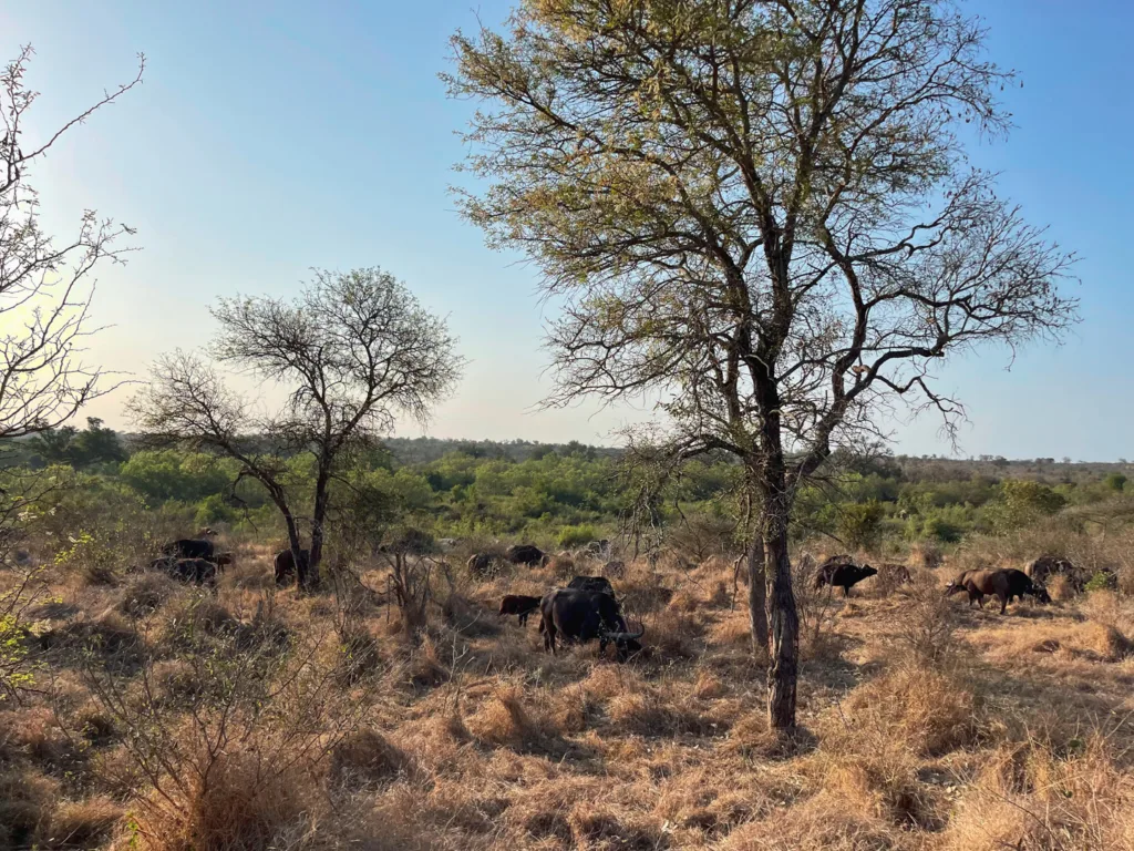africa's big give buffalo kruger national park