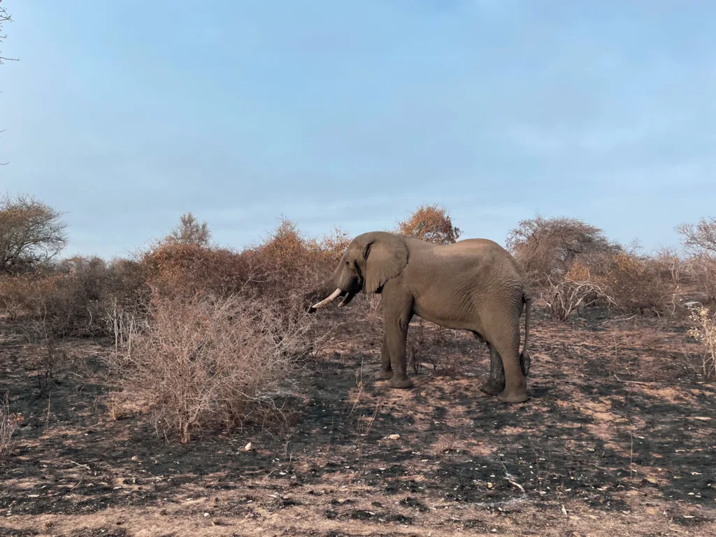 africa's big five elephant kruger national park