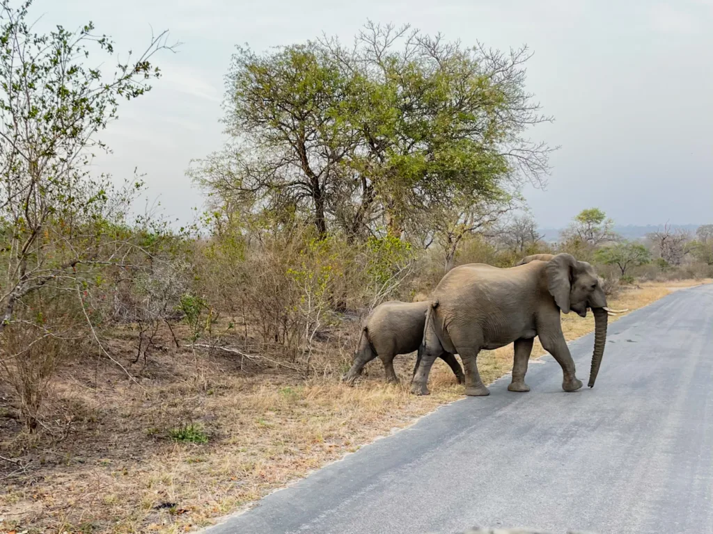 kruger national park safari elephant