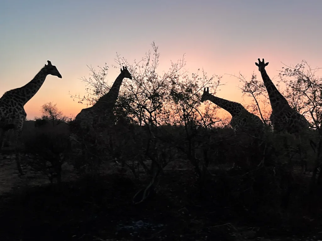 kruger national park giraffe safari