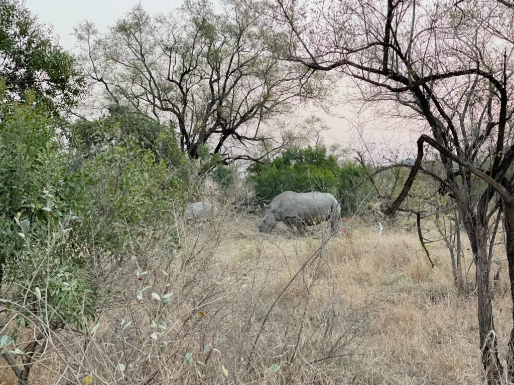 africa's big five rhino kruger national park